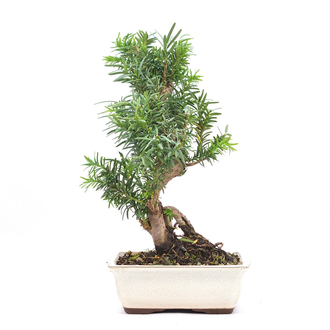 Eibe Hybrid 'Taxus media'